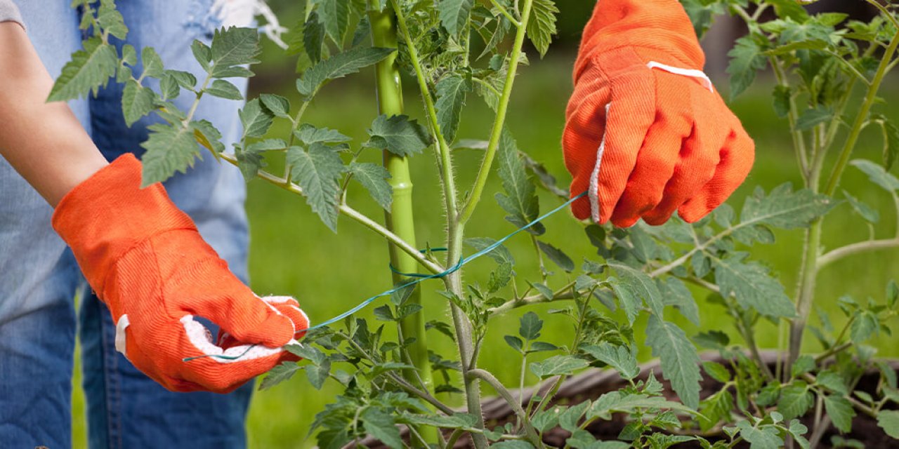 Uvazování rostlin k tyčkové podpoře