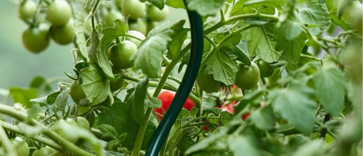 <b>Zahradní tyče a spirály</b> Stabilní opora pro váš rostoucí ráj